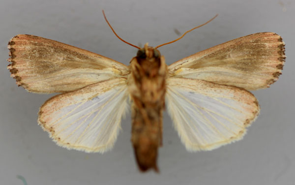 /filer/webapps/moths/media/images/C/campyla_Campydelta_A_RMCA_02.jpg