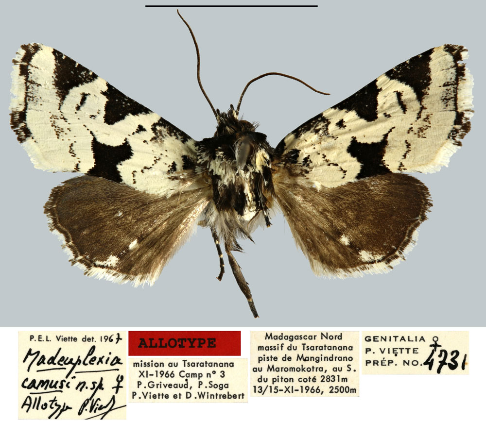 /filer/webapps/moths/media/images/C/camusi_Madeuplexia_AT_MNHN.jpg