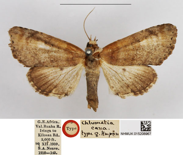 /filer/webapps/moths/media/images/C/cana_Chlumetia_HT_NHMUK.jpg