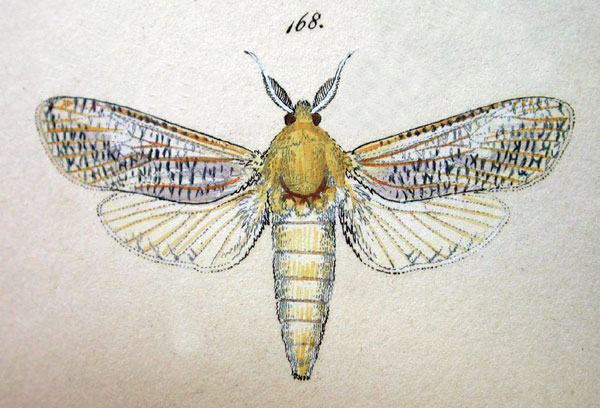/filer/webapps/moths/media/images/C/canadensis_Zeuzera_HT_Herrich-Schaffer_58-168.jpg