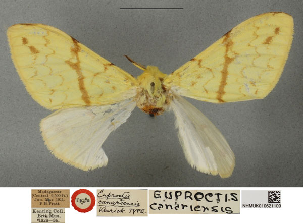 /filer/webapps/moths/media/images/C/canariensis_Euproctis_HT_NHMUKa.jpg