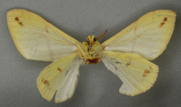 /filer/webapps/moths/media/images/C/canariensis_Euproctis_HT_NHMUKb.jpg
