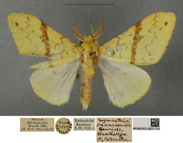 /filer/webapps/moths/media/images/C/canariensis_Euproctis_NAT_NHMUKa.jpg