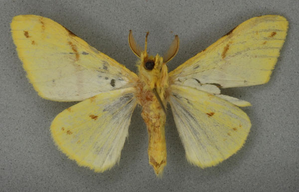 /filer/webapps/moths/media/images/C/canariensis_Euproctis_NAT_NHMUKb.jpg