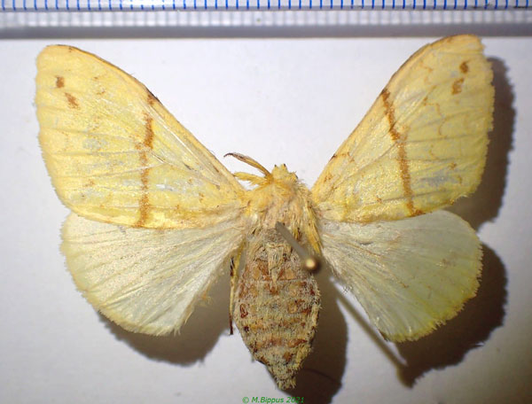 /filer/webapps/moths/media/images/C/canariensis_Lymantica_AF_Bippus.jpg