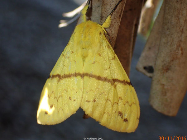 /filer/webapps/moths/media/images/C/canariensis_Lymantica_AF_Bippusb.jpg