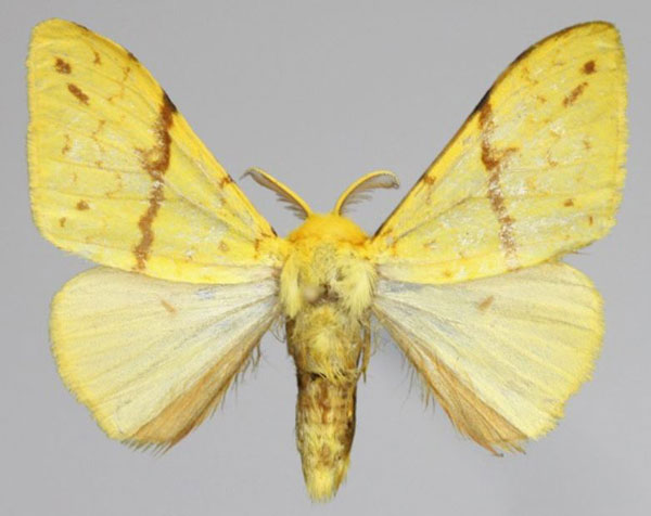 /filer/webapps/moths/media/images/C/canariensis_Lymantica_AM_Golovizin.jpg