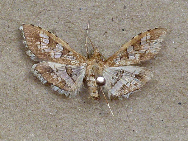 /filer/webapps/moths/media/images/C/cancellalis_Sameodes_A_Butler.jpg