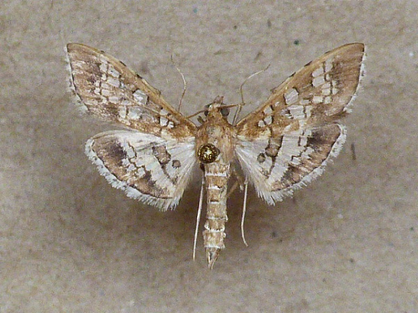 /filer/webapps/moths/media/images/C/cancellalis_Sameodes_A_Butler_02.jpg