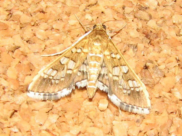 /filer/webapps/moths/media/images/C/cancellalis_Sameodes_A_Goff_01.jpg
