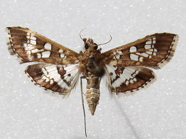 /filer/webapps/moths/media/images/C/cancellalis_Sameodes_A_Goff_02.jpg