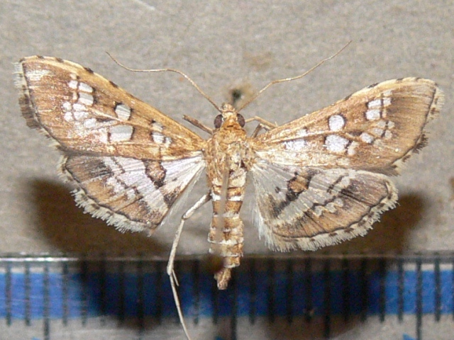 /filer/webapps/moths/media/images/C/cancellalis_Sameodes_A_Goff_02_uVMTq1G.jpg