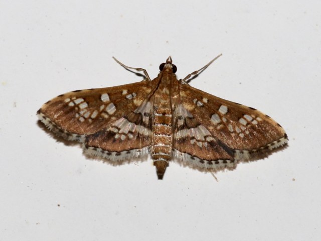 /filer/webapps/moths/media/images/C/cancellalis_Sameodes_A_Grimm.jpg
