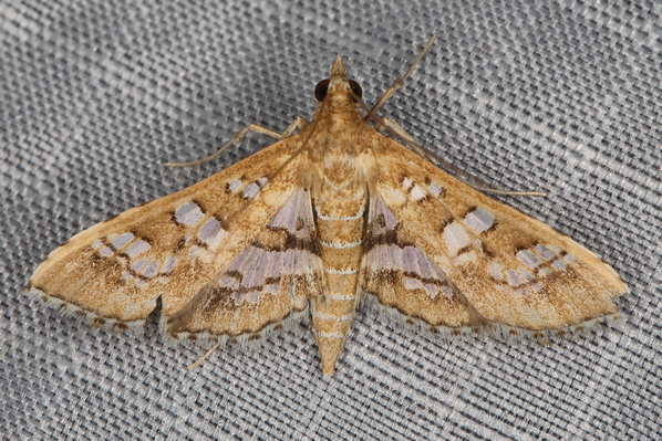 /filer/webapps/moths/media/images/C/cancellalis_Sameodes_A_Heyns_01.JPG