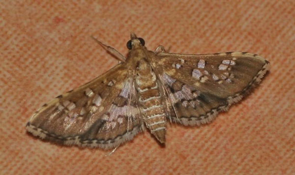 /filer/webapps/moths/media/images/C/cancellalis_Sameodes_A_Jorpeland.jpg