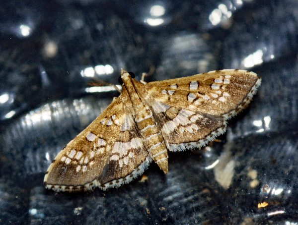 /filer/webapps/moths/media/images/C/cancellalis_Sameodes_A_Roland_01.jpg