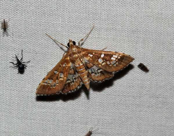 /filer/webapps/moths/media/images/C/cancellalis_Sameodes_A_Roland_01_YN35GzT.jpg