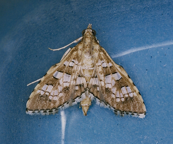 /filer/webapps/moths/media/images/C/cancellalis_Sameodes_A_Roland_01_nXEy9yU.jpg