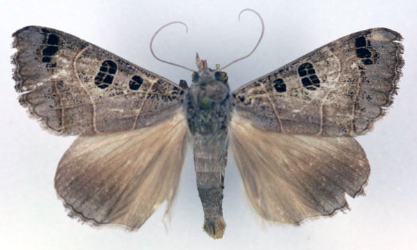 /filer/webapps/moths/media/images/C/cancellata_Ophiusa_AM_RMCA.jpg