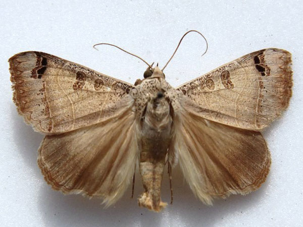 /filer/webapps/moths/media/images/C/cancellata_Ophiusa_A_Goff.jpg