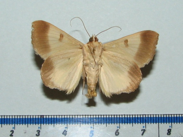 /filer/webapps/moths/media/images/C/cancellata_Ophiusa_A_Goffb_01.jpg