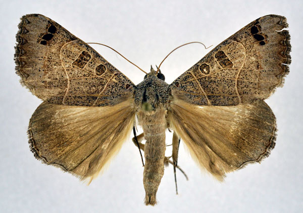/filer/webapps/moths/media/images/C/cancellata_Ophiusa_A_NHMO.jpg