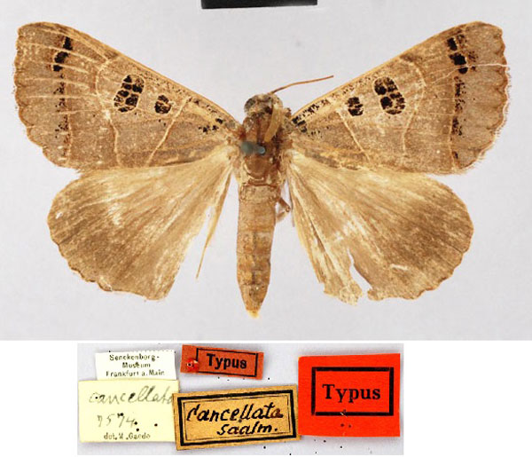 /filer/webapps/moths/media/images/C/cancellata_Toxocampa_HT_MNUL.jpg