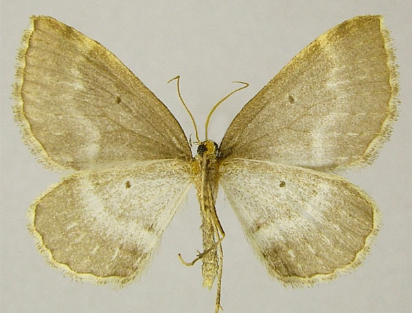 /filer/webapps/moths/media/images/C/candace_Hydrelia_AM_ZSMb.jpg