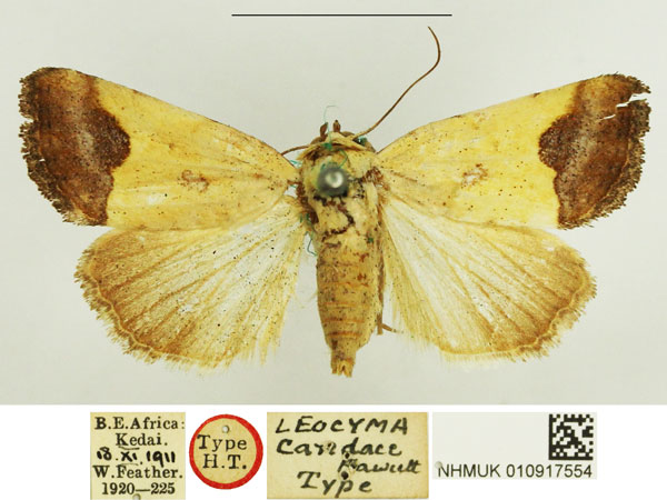 /filer/webapps/moths/media/images/C/candace_Leocyma_HT_NHMUK.jpg