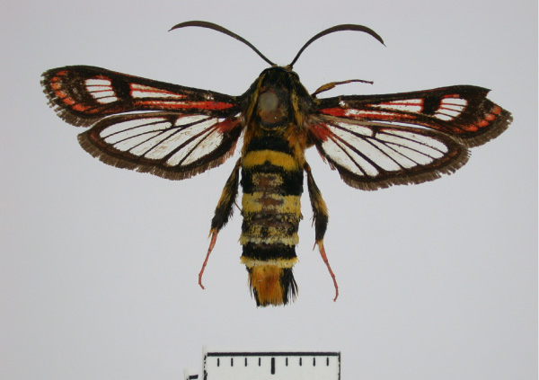 /filer/webapps/moths/media/images/C/candescens_Monopetalotaxis_AF_Bartsch.jpg