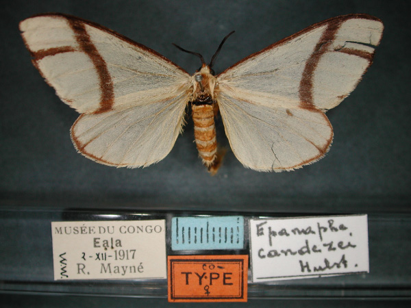 /filer/webapps/moths/media/images/C/candezei_Epanaphe_PT_RMCA_01.jpg