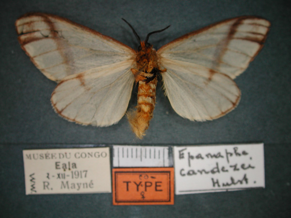 /filer/webapps/moths/media/images/C/candezei_Epanaphe_PT_RMCA_02.jpg