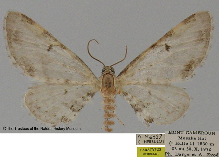 /filer/webapps/moths/media/images/C/candicans_Eupithecia_PTM_BMNH.jpg