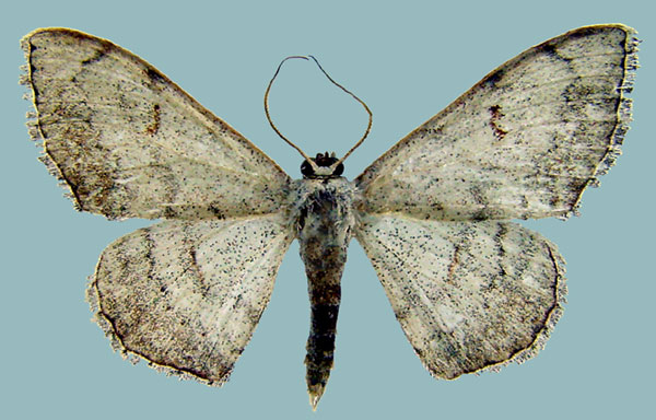 /filer/webapps/moths/media/images/C/candida_Problepsis_AF_ZSMa.jpg