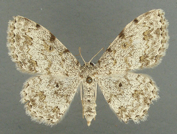 /filer/webapps/moths/media/images/C/candidaria_Scopula_AF_TMSA.jpg