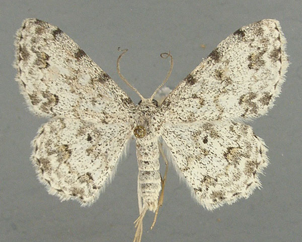 /filer/webapps/moths/media/images/C/candidaria_Scopula_AM_TMSA.jpg