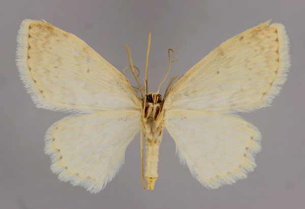 /filer/webapps/moths/media/images/C/candidaria_Scopula_A_ZSM_02.jpg
