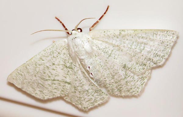 /filer/webapps/moths/media/images/C/candidata_Xenochroma_A_Braun_04.jpg