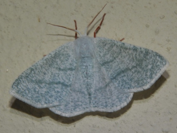 /filer/webapps/moths/media/images/C/candidata_Xenochroma_A_Grobler.jpg