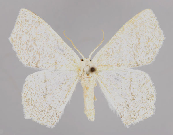 /filer/webapps/moths/media/images/C/candidata_Xenochroma_A_ZSM_01.jpg