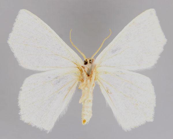 /filer/webapps/moths/media/images/C/candidata_Xenochroma_A_ZSM_02.jpg