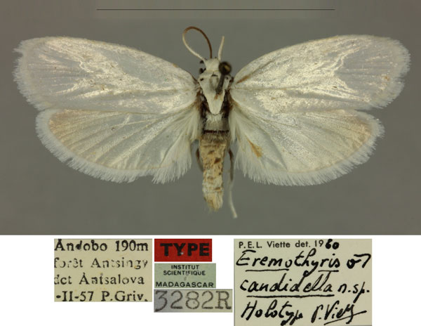 /filer/webapps/moths/media/images/C/candidella_Eremothyris_HT_MNHN_edJaowc.jpg