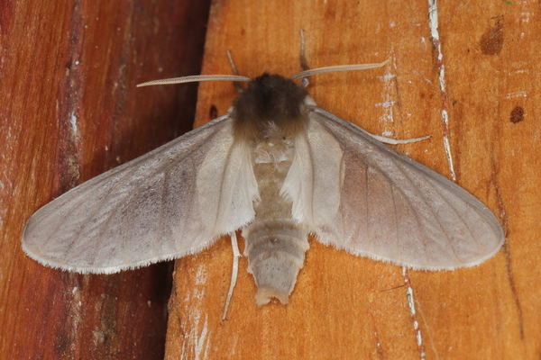 /filer/webapps/moths/media/images/C/canescens_Apisa_A_Heyns_02.JPG
