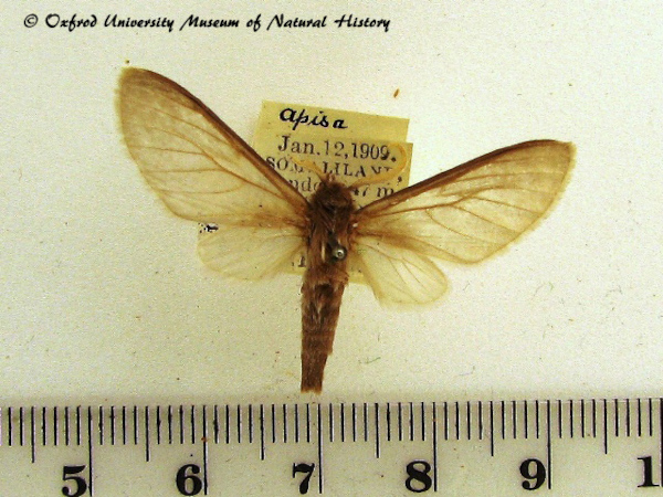 /filer/webapps/moths/media/images/C/canescens_Apisa_A_OUMNH.jpg