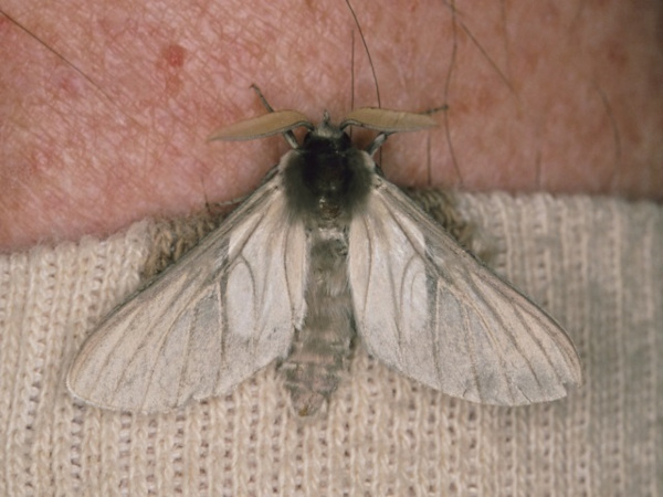 /filer/webapps/moths/media/images/C/canescens_Apisa_A_Roland.jpg