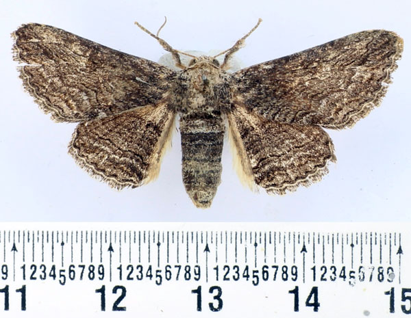 /filer/webapps/moths/media/images/C/canescens_Cortyta_AF_BMNH.jpg