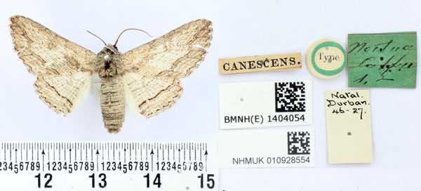 /filer/webapps/moths/media/images/C/canescens_Cortyta_HT_BMNH.jpg