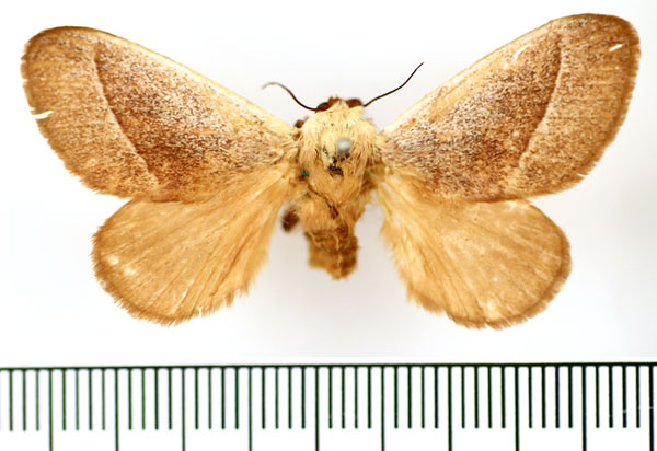 /filer/webapps/moths/media/images/C/canescens_Latoia_AF_BMNH.jpg
