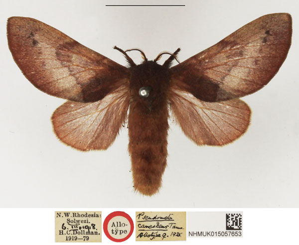 /filer/webapps/moths/media/images/C/canescens_Pseudometa_AT_NHMUK.jpg
