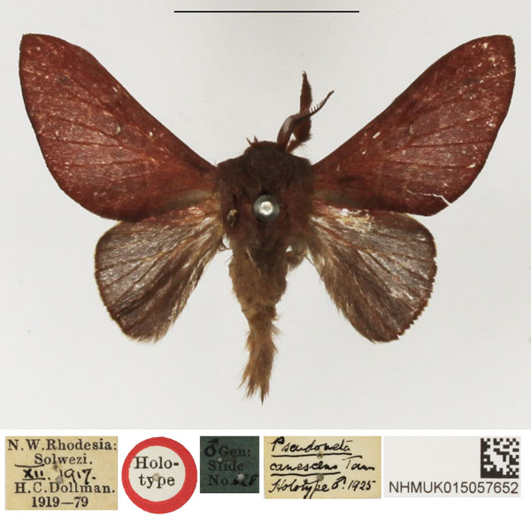 /filer/webapps/moths/media/images/C/canescens_Pseudometa_HT_NHMUK.jpg